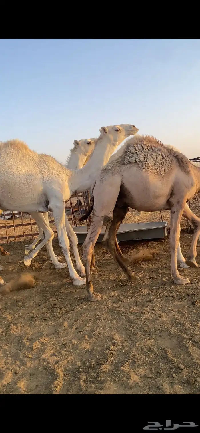 حشو مفاريد فاخره 5