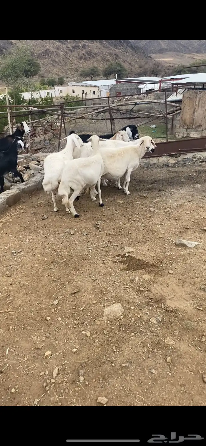 للبيع أربع ضان أربع معزة 3