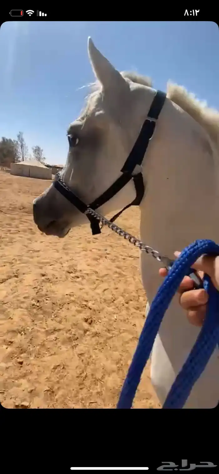 حصان شعبي شيخ 4