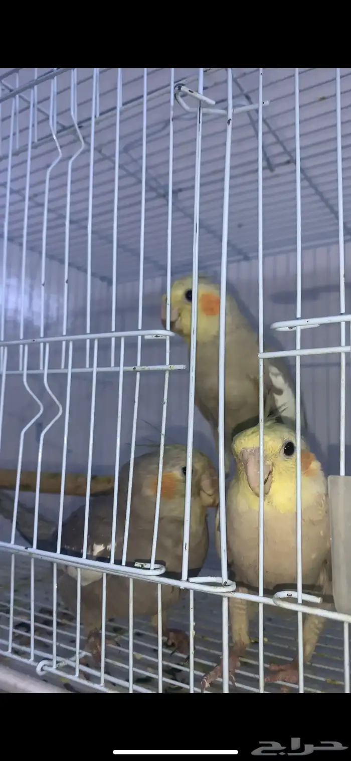 للبيع كروان الطير ب250 لحاله و قابل للنقاش 1