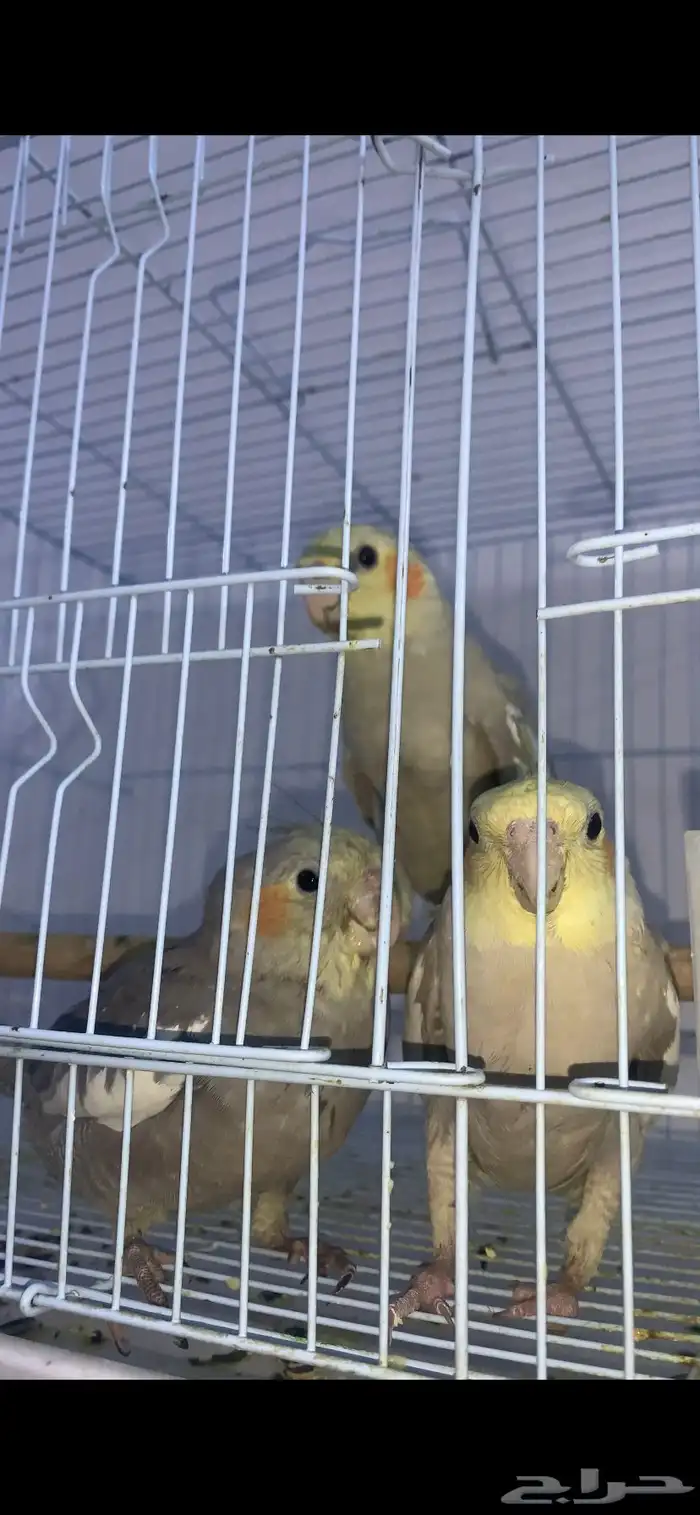 للبيع كروان الطير ب250 لحاله و قابل للنقاش 0