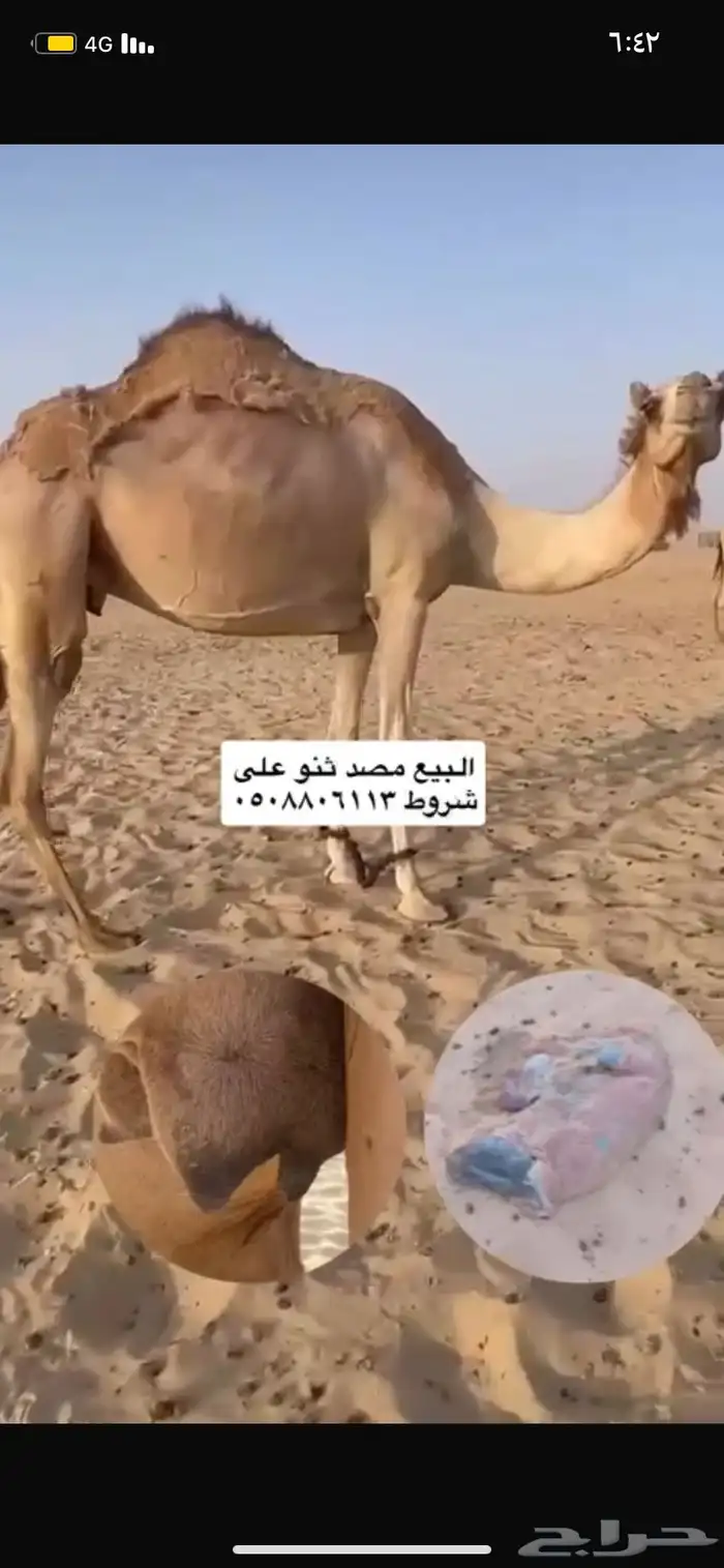 البيع صعودا 0