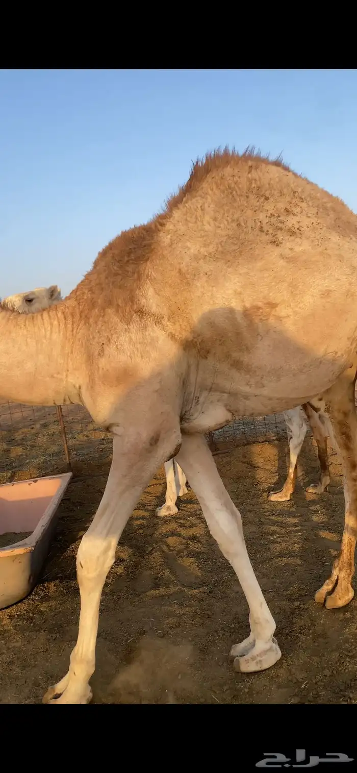 حشو مفاريد فاخره 2