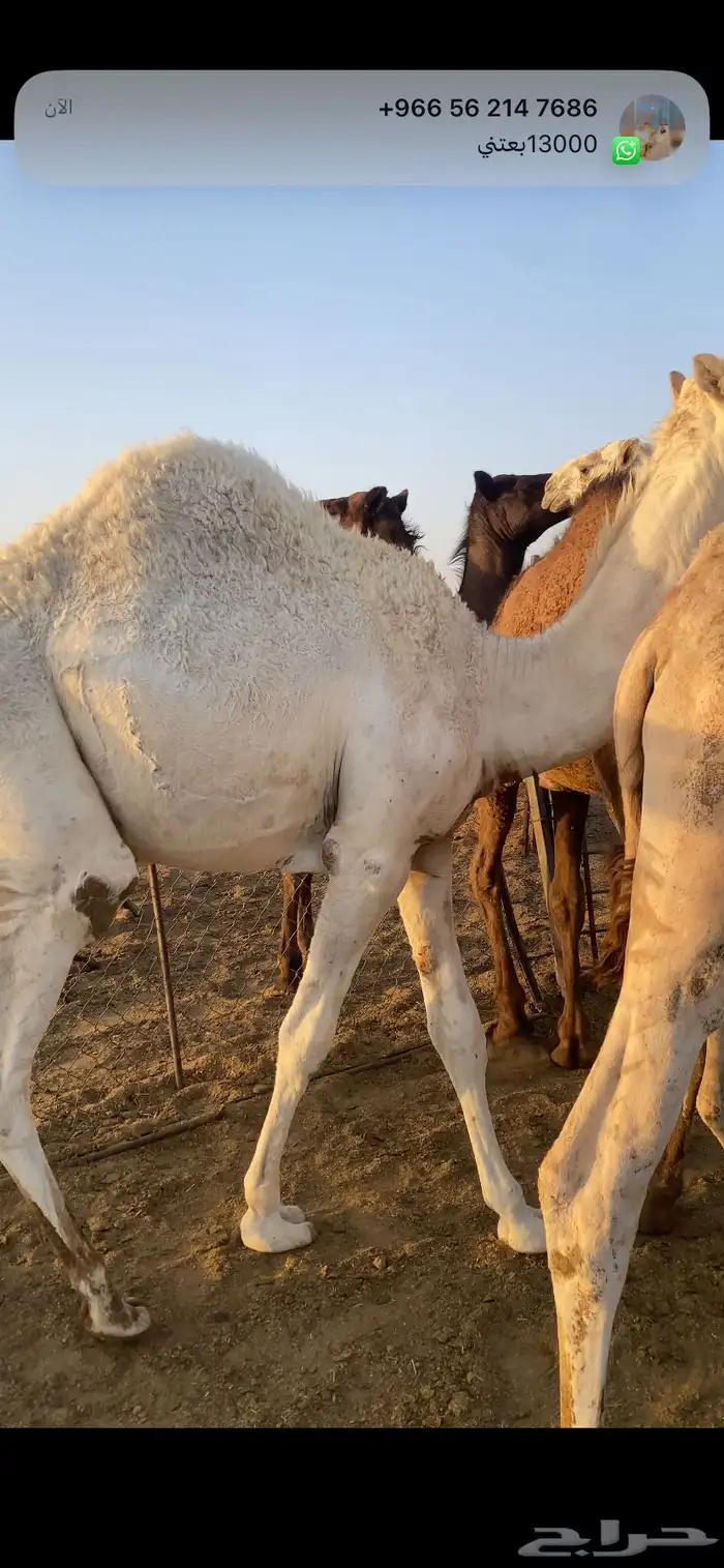حشو مفاريد فاخره 4