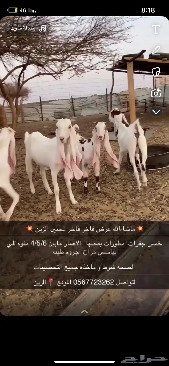 جفرات مطورات فواخر منوه للي بياسس مراح 3