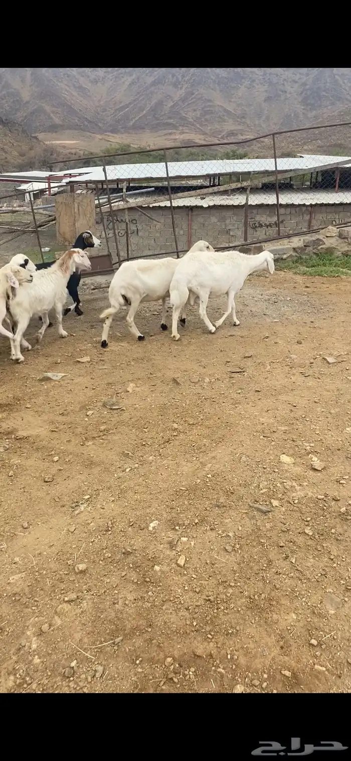 للبيع أربع ضان أربع معزة 2
