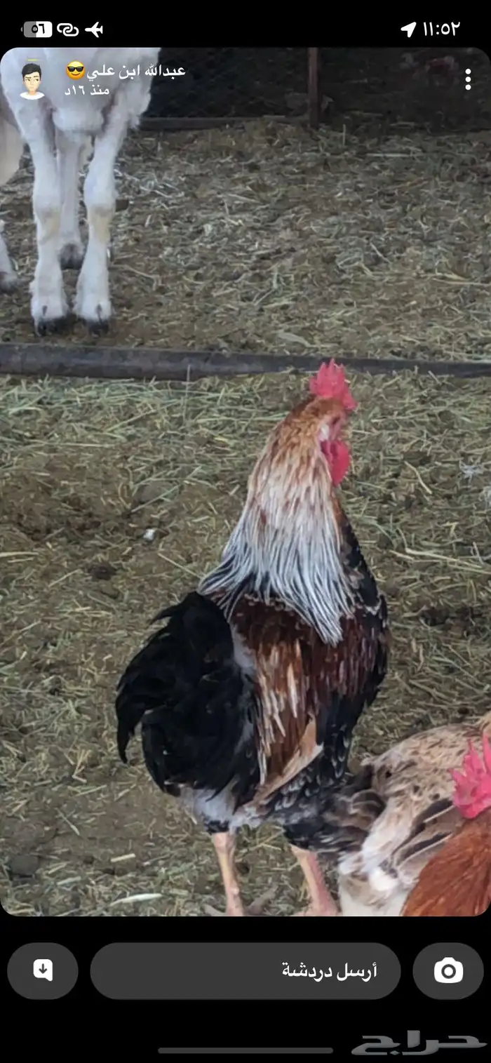 ديك بلدي اصيل اللون مميز 0