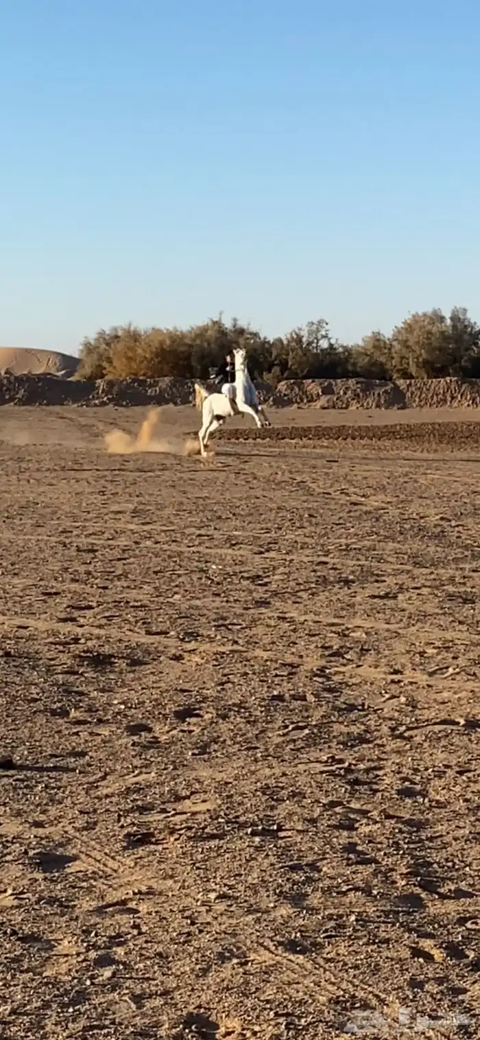 حصان شعبي شيخ 2