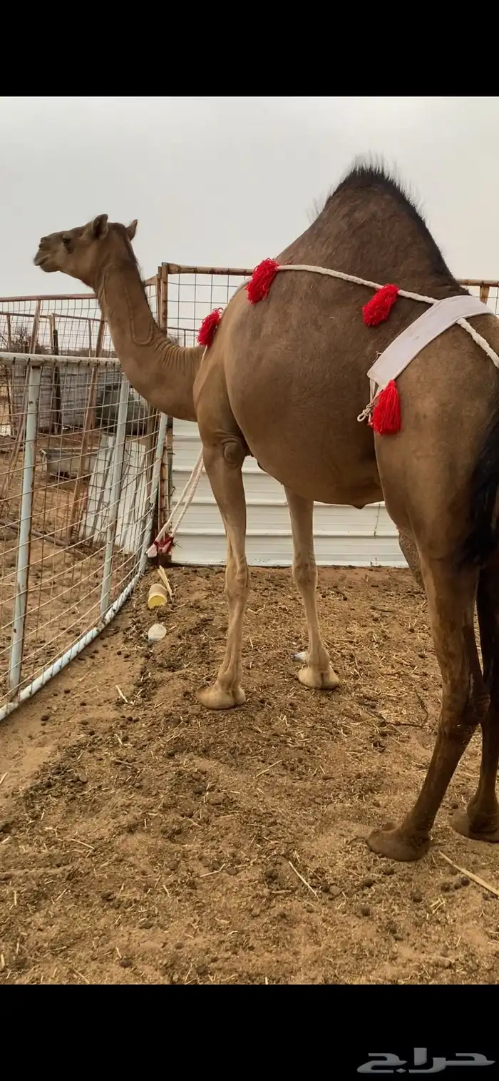 بكره ساحليه ملاقي 1