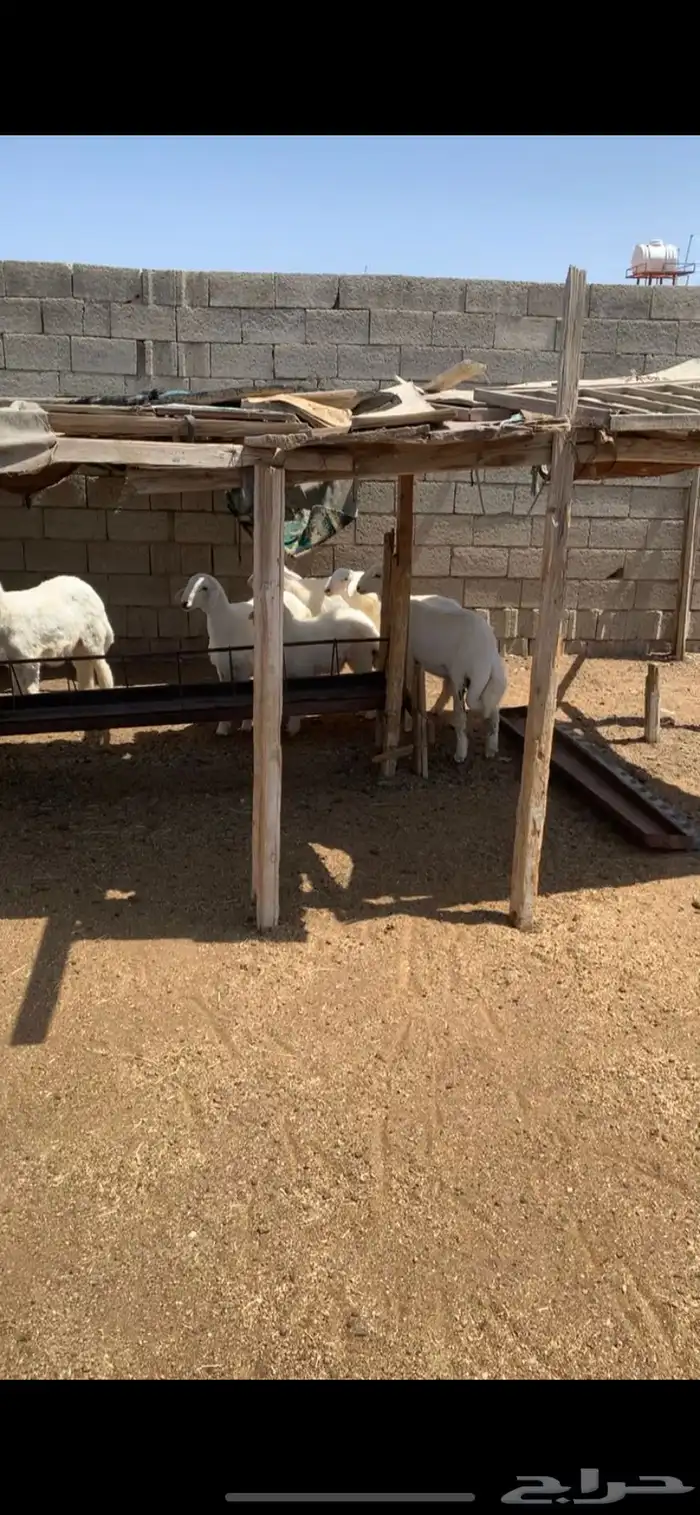 ذبايح الروقي من الديرة 3