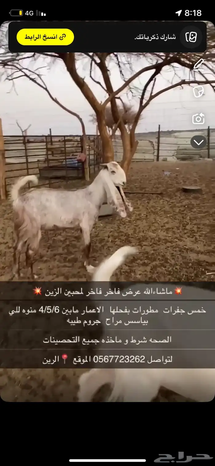 جفرات مطورات فواخر منوه للي بياسس مراح 1