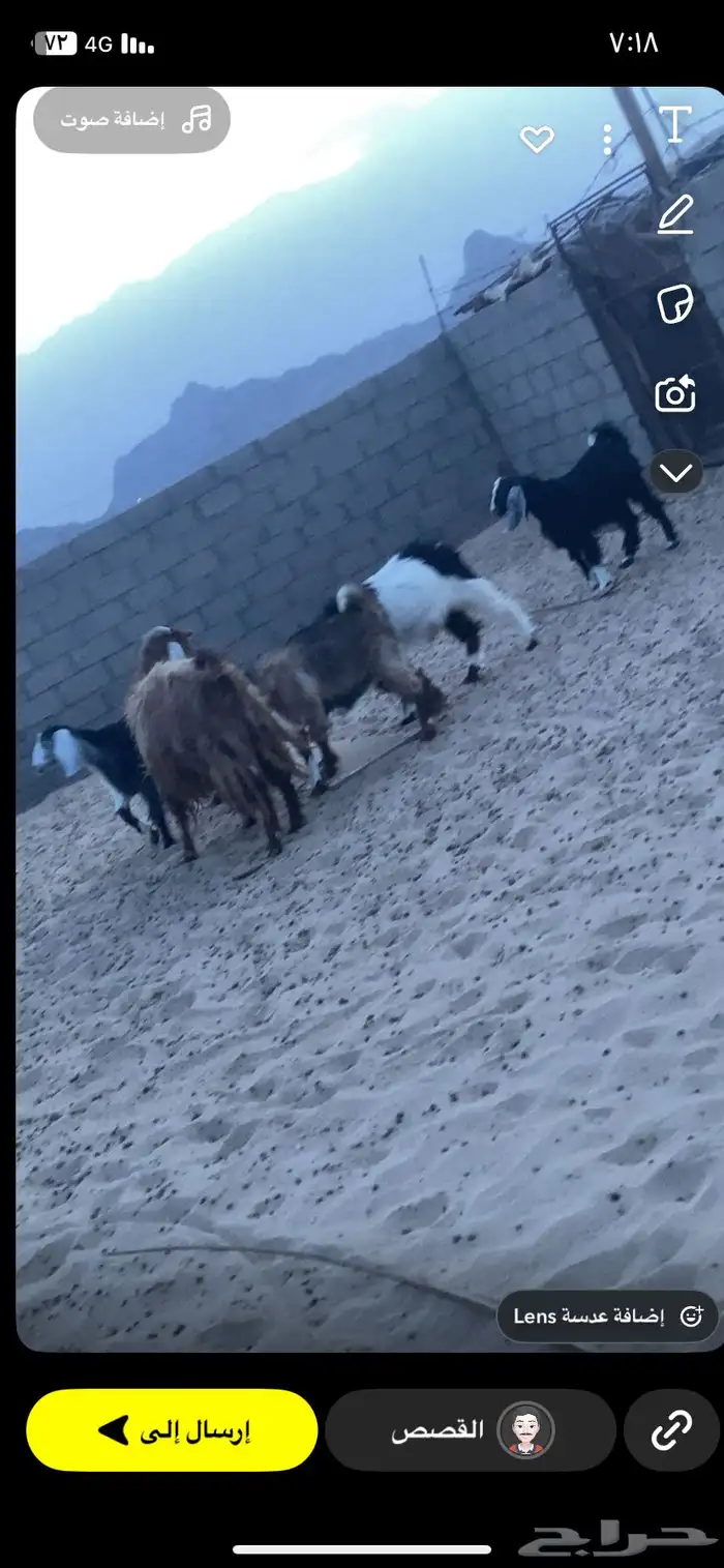 ماعز العدد خمس معها 3 تيوس وعناق البيع بتفريد او جمله 0