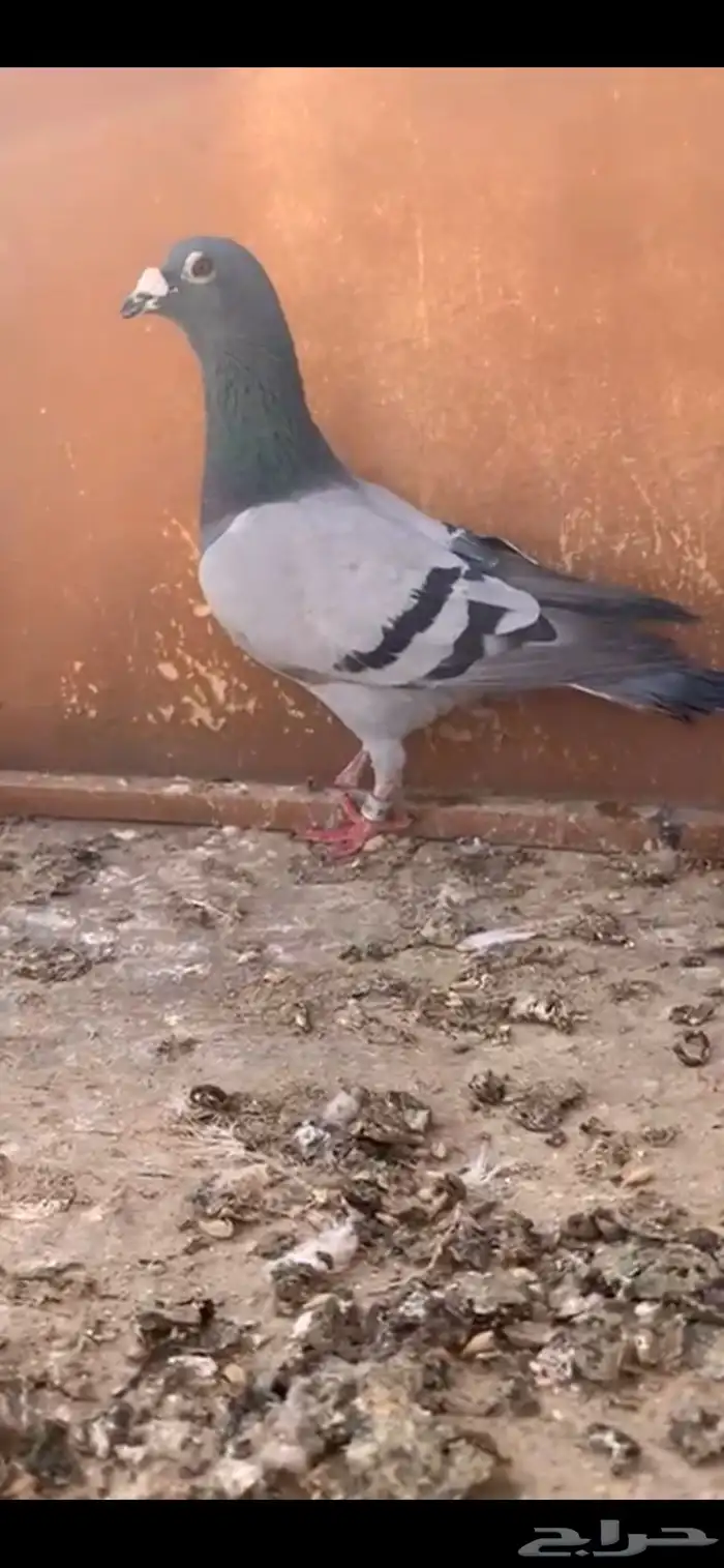 زاجل سباق للبيع 1