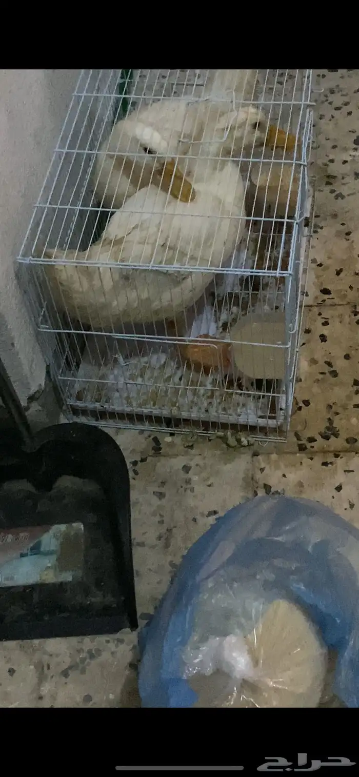 البط االعدد 2 1