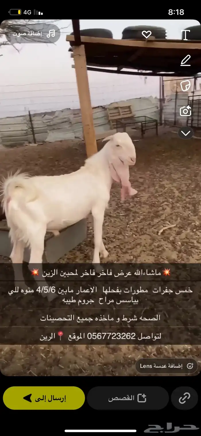 جفرات مطورات فواخر منوه للي بياسس مراح 0