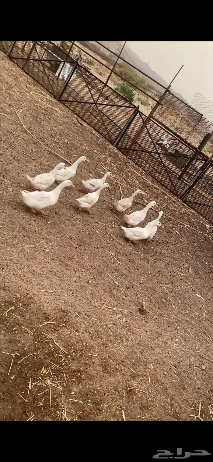 بط بكيني 0