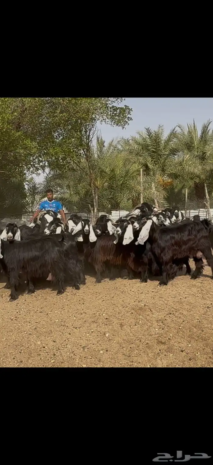 مراح عوارض فااخره 12