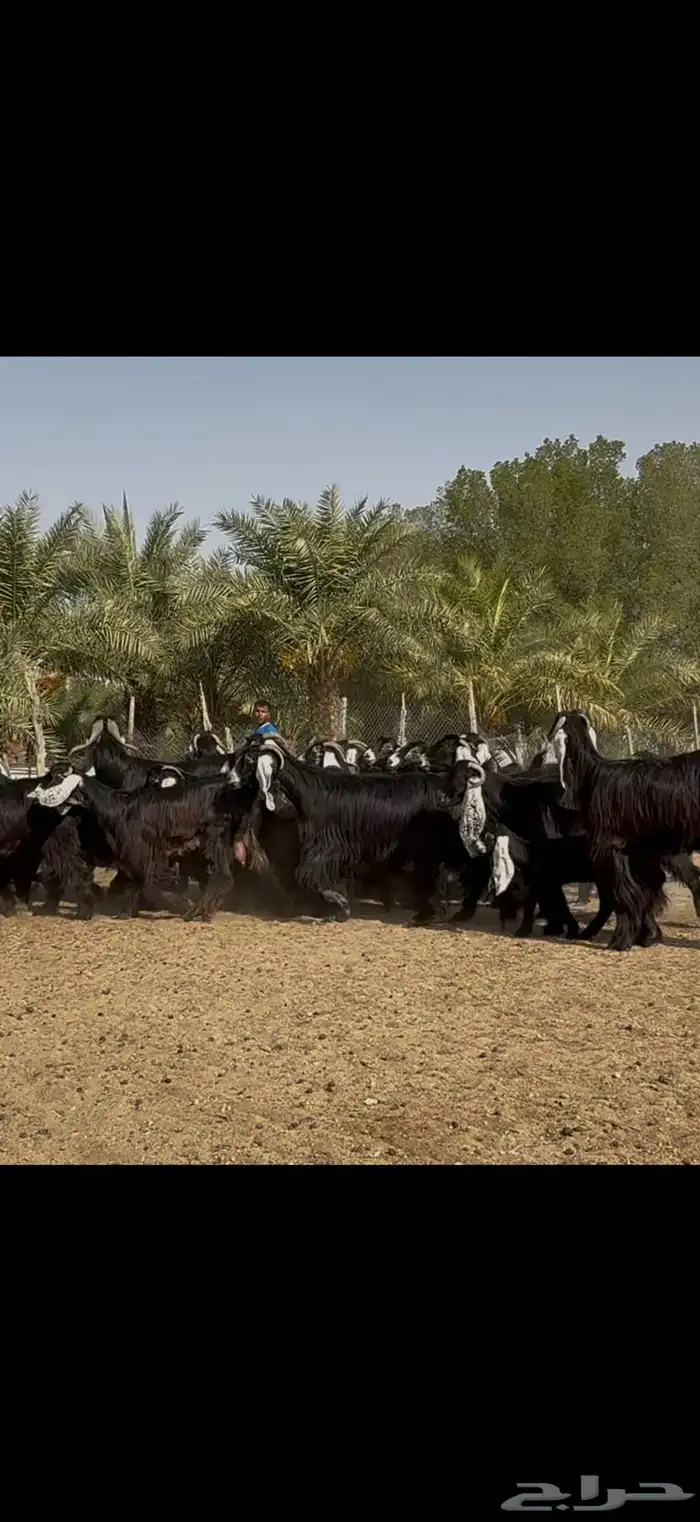 مراح عوارض فااخره 8