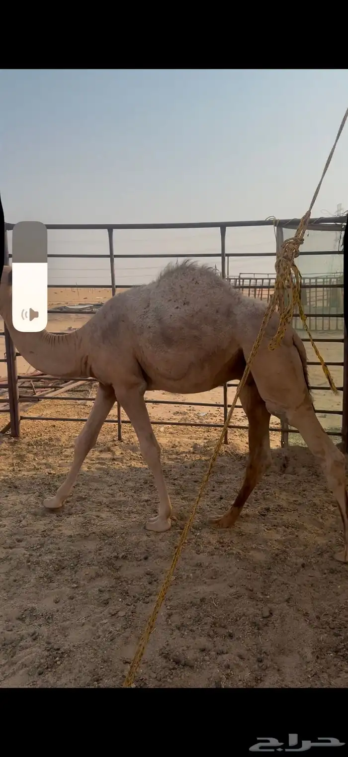 للبيع قعدان قصب 1