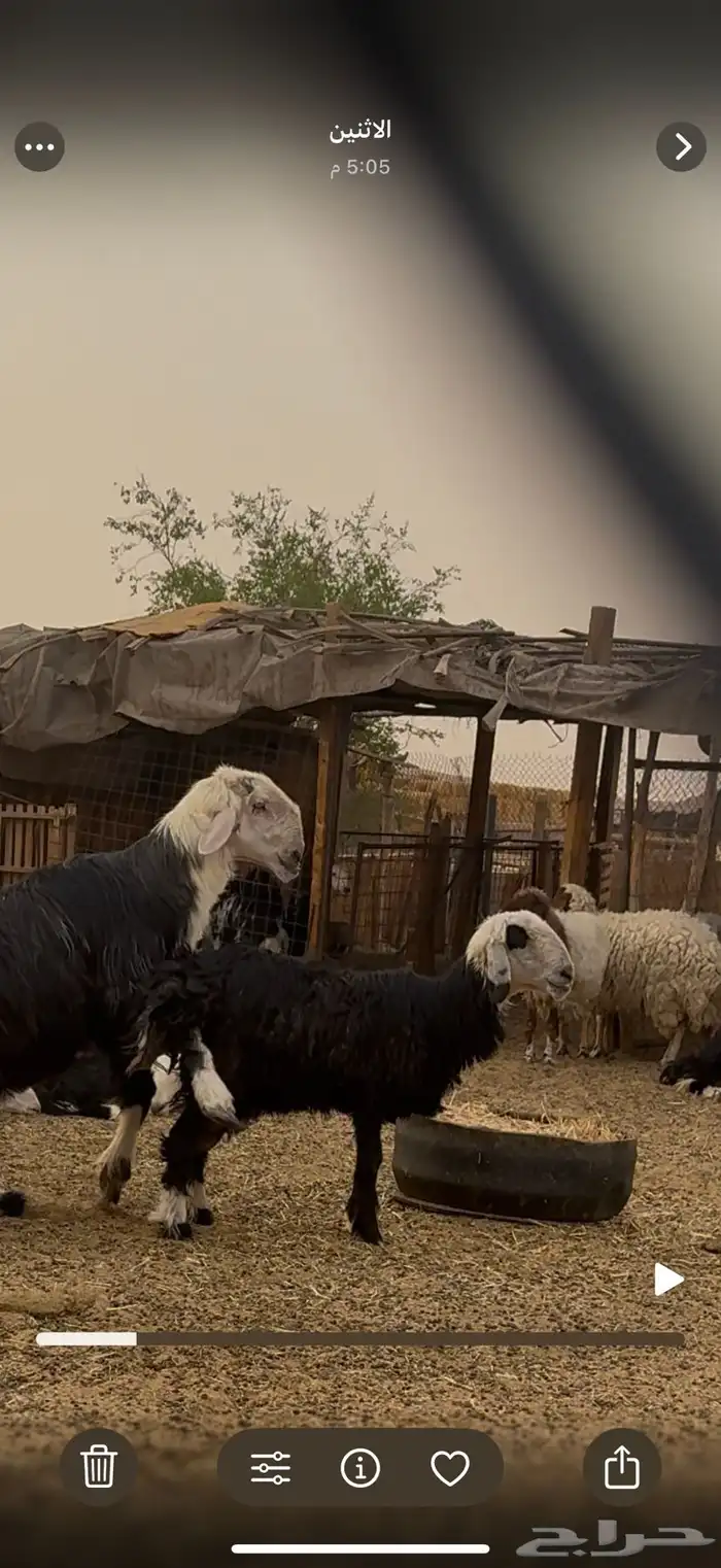 نجديه للبيع 1
