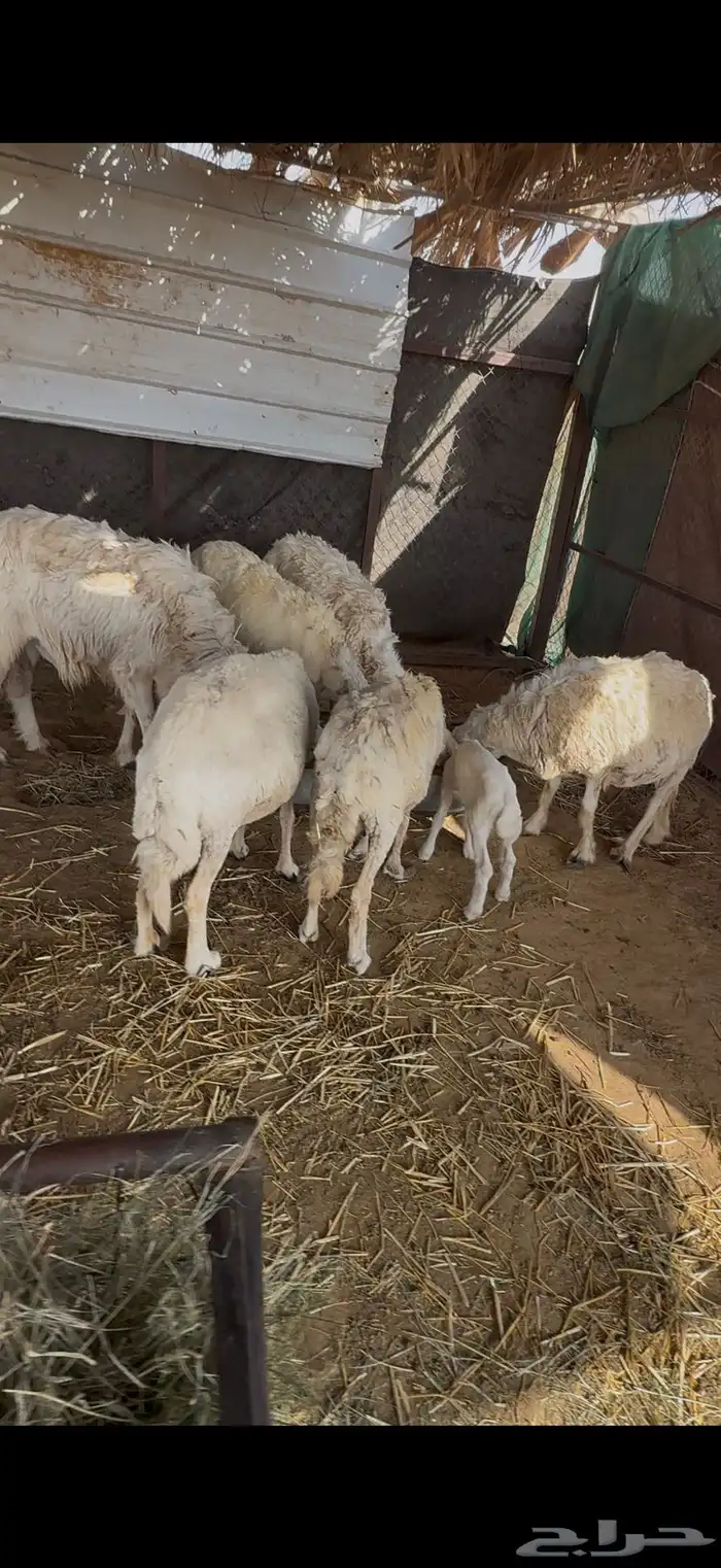 خمس حريات متابيع 1