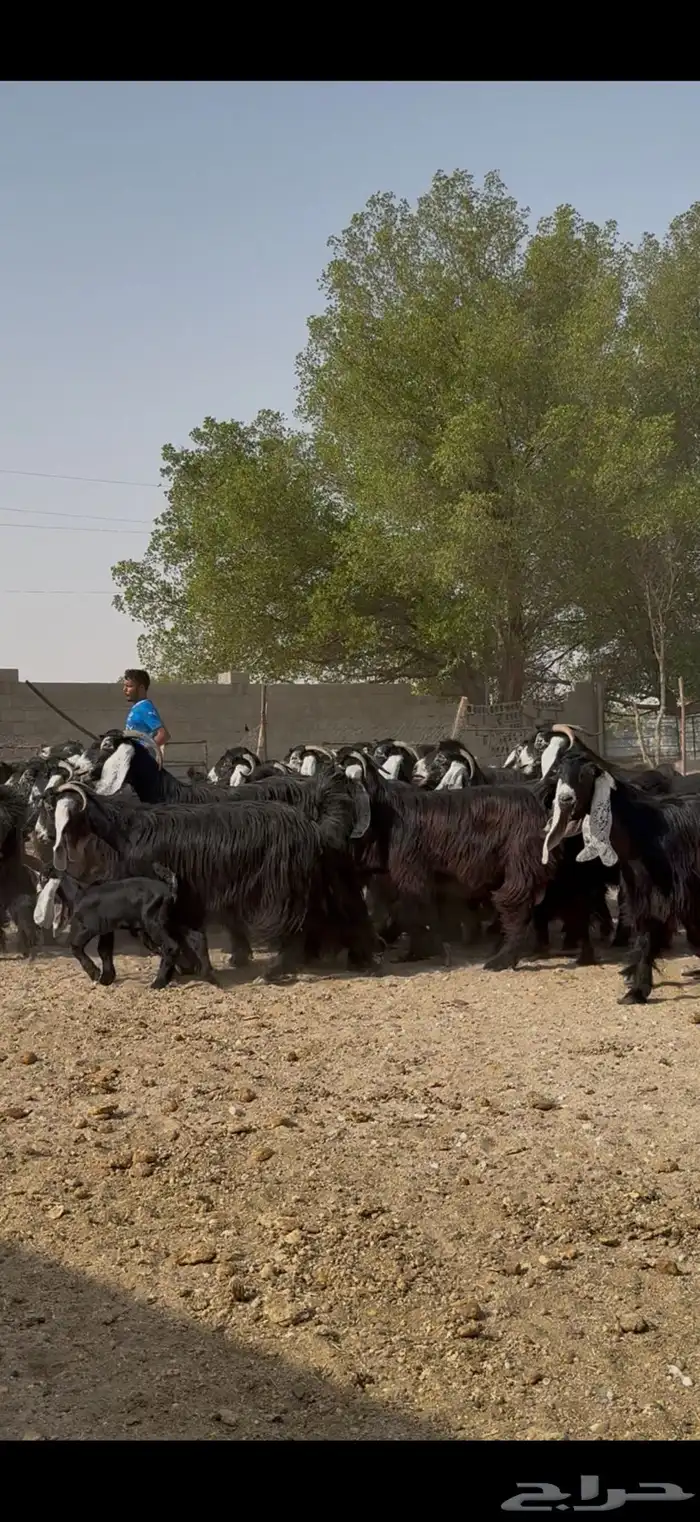 مراح عوارض فااخره 3