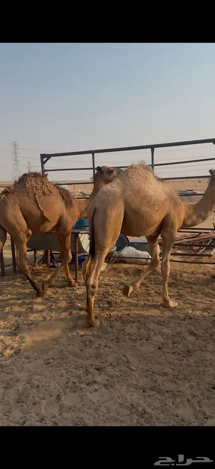 للبيع قعدان قصب 0