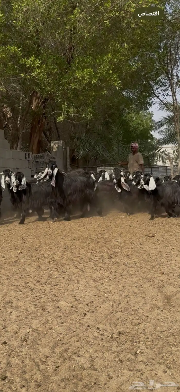 مراح عوارض فااخره 5