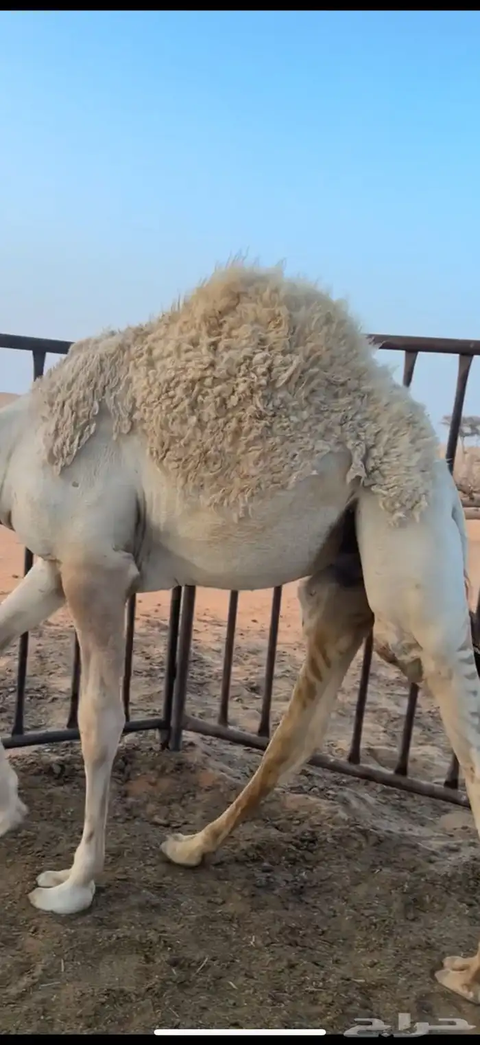 حاشي قصب 2
