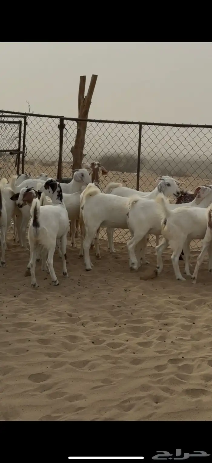جفار للبيع 2