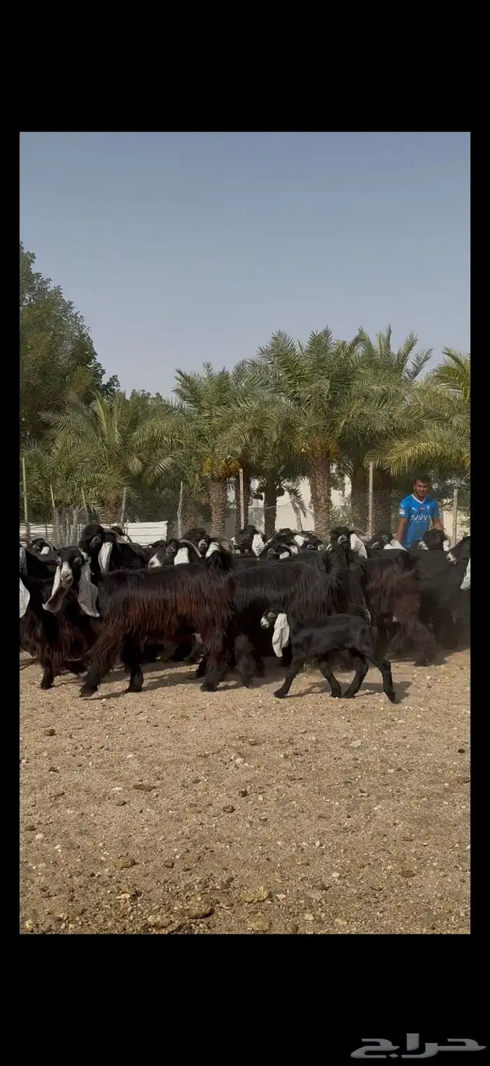 مراح عوارض فااخره 2
