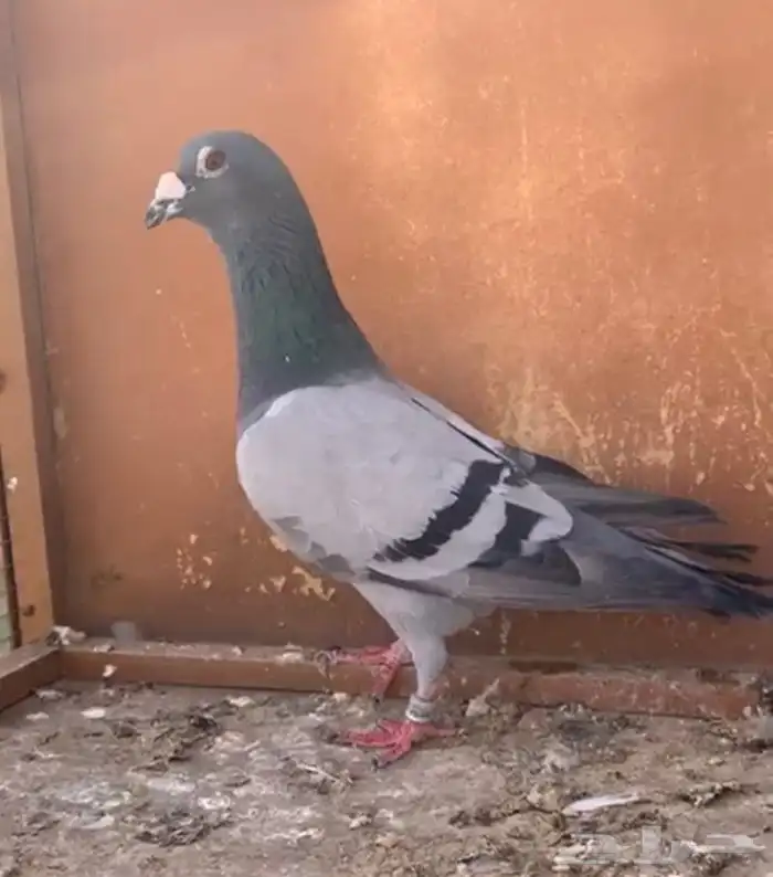 زاجل سباق للبيع 0