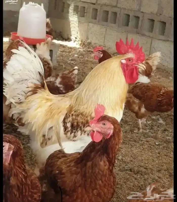 صيصان (لوهمان براون الماني بيور  سمان فر فري مريعي ) 18