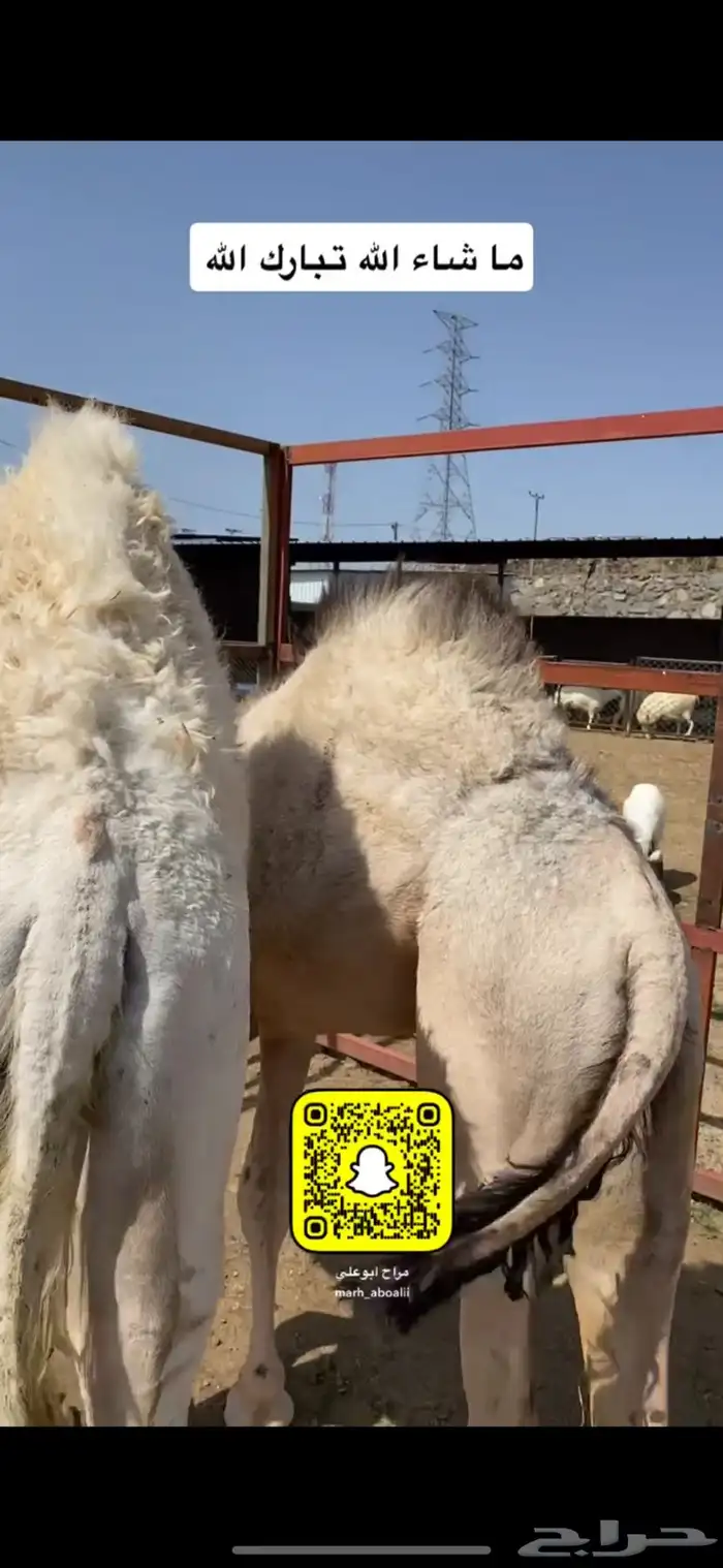 حاشي بالأثمان الثمن 650 والذبح عند الاكتمال 0