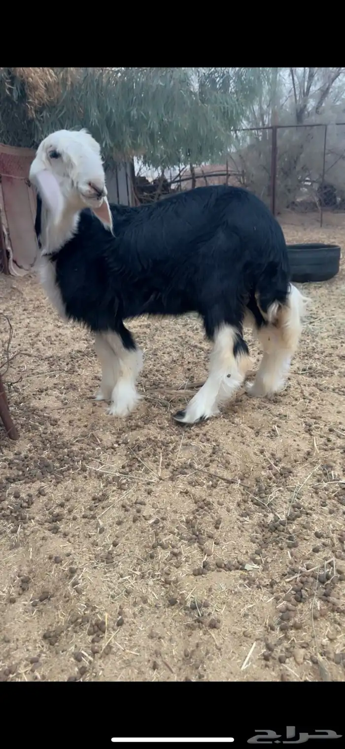 رخل نجديه نجد نجدي 0