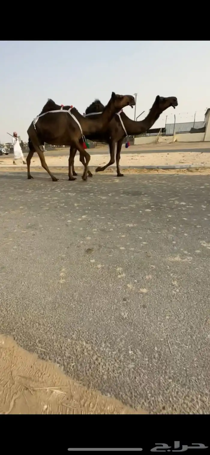 عشاير مجاهيم 5