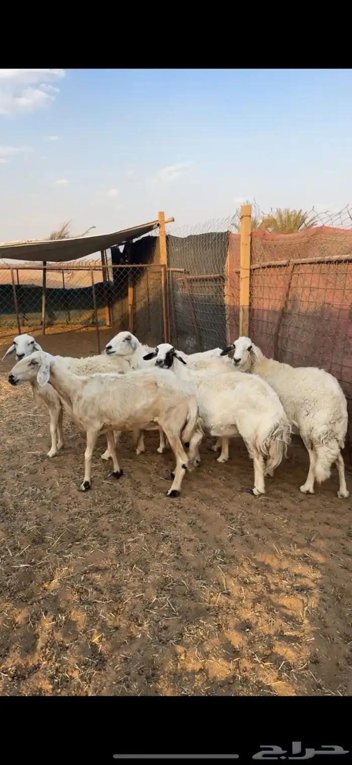 حريات تم البيع 0