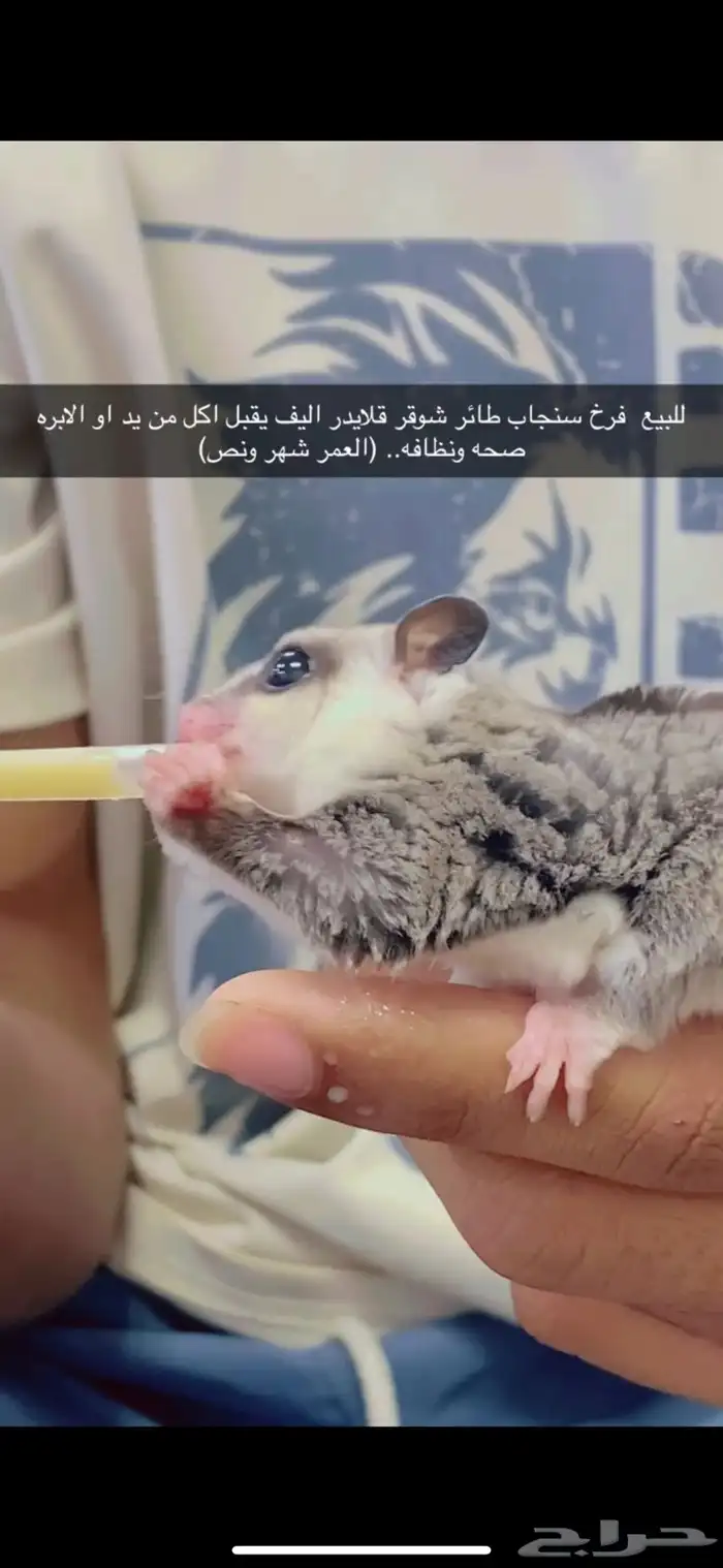 للبيع سنجاب طائر شوقر قلايدر 2