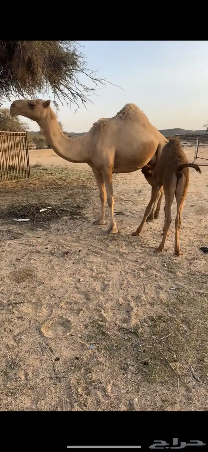 خلفات لبيع طيبه جدا 1