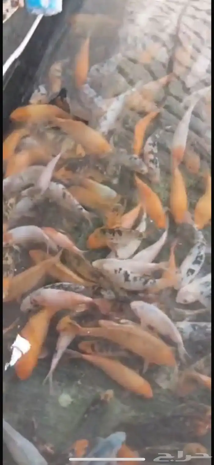 اسماك زينه احجام كبار 0