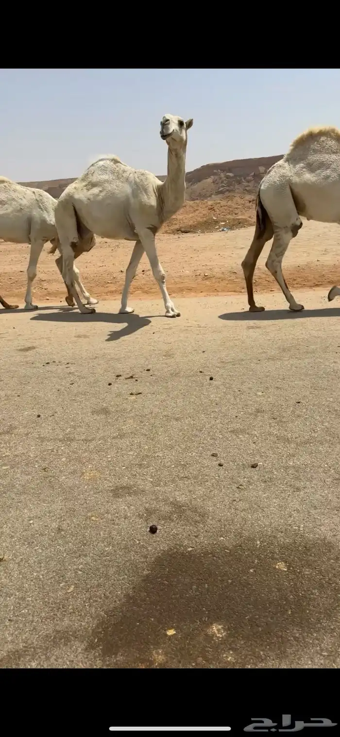 للبيع قعدان 4