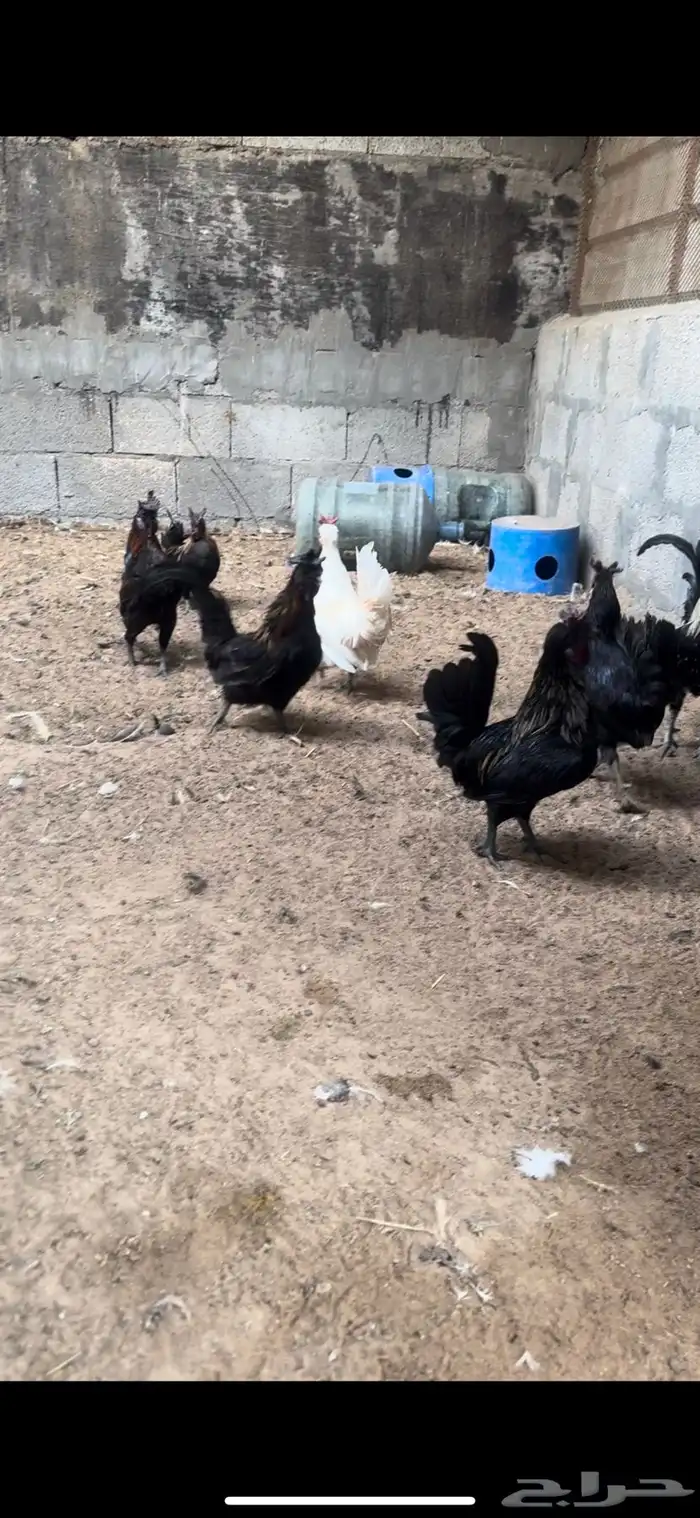 للبيع مجموعة دياكه حباحب وكوبرا 0
