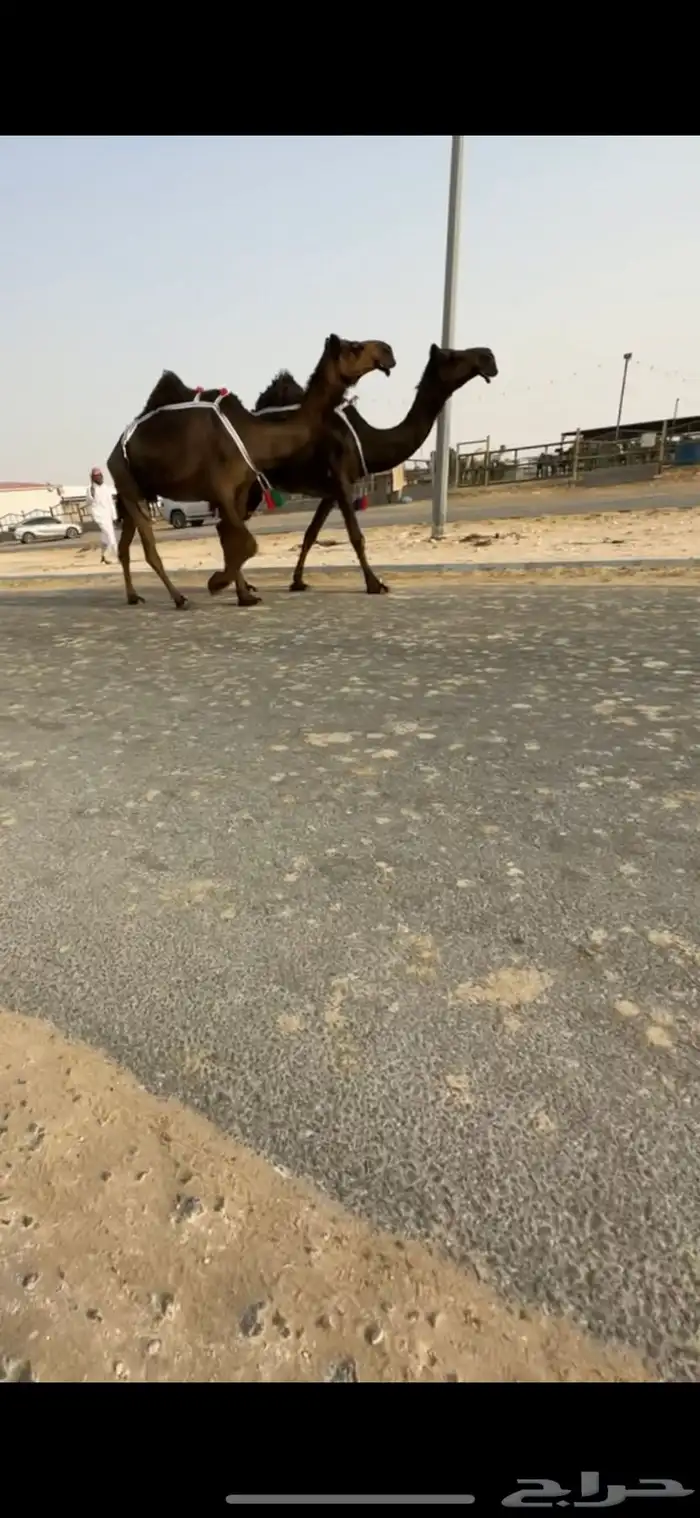 عشاير مجاهيم 2