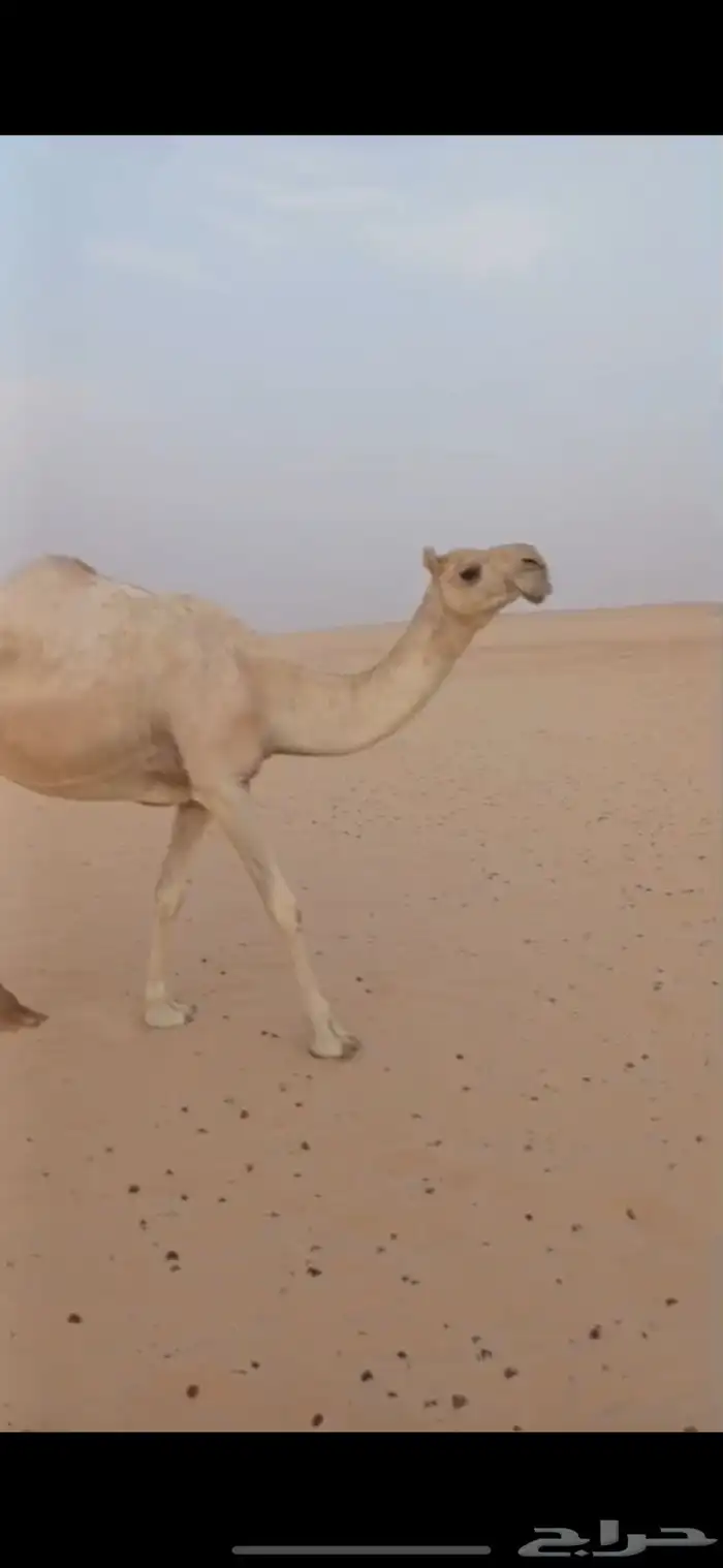 خلفة شقحا 0