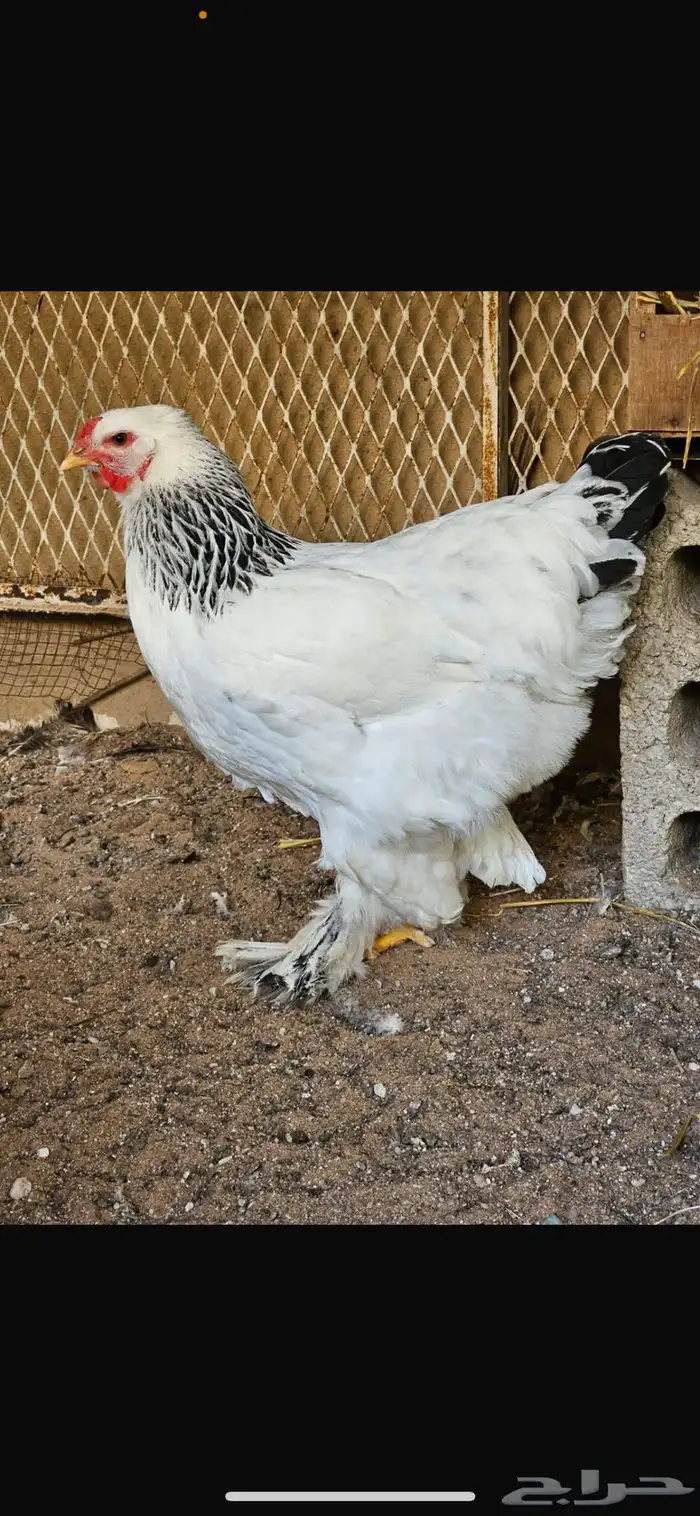 اطقم براهما كولمبي كونك 4 شهور 2