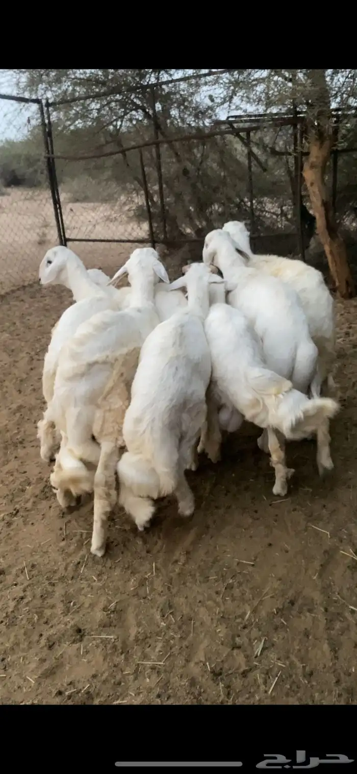 خرفان للبيع 2