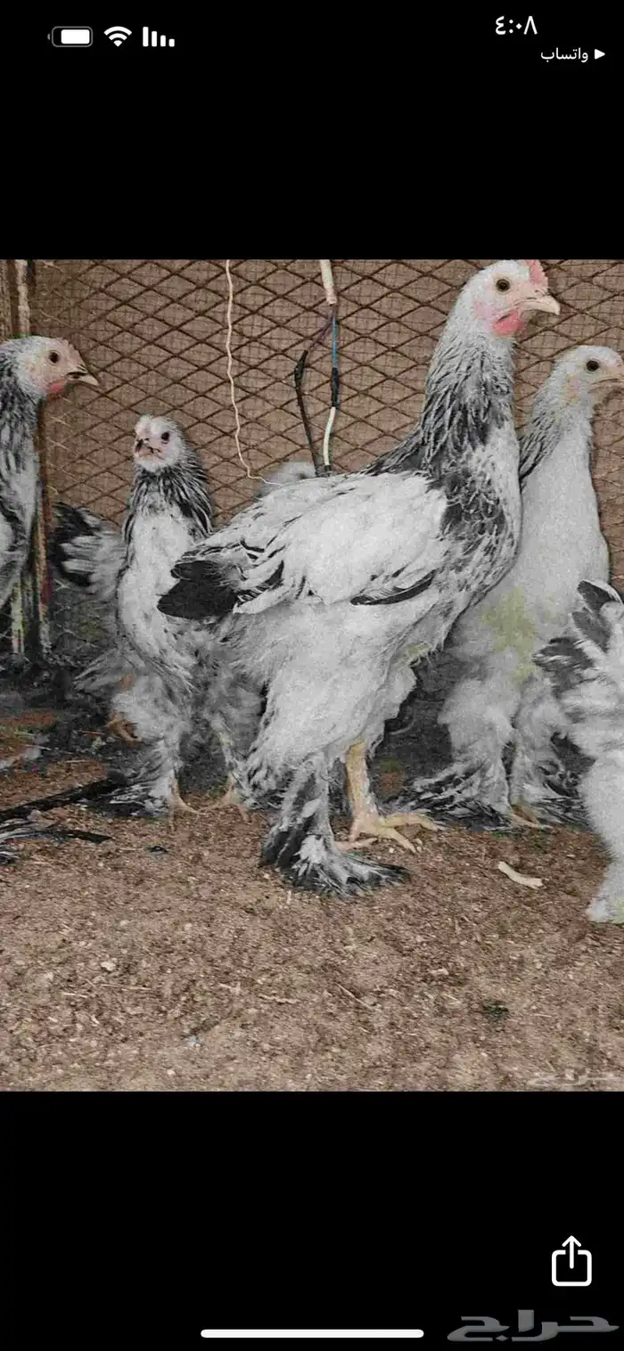 اطقم فروخ 3 شهور كولمبي كونك 1
