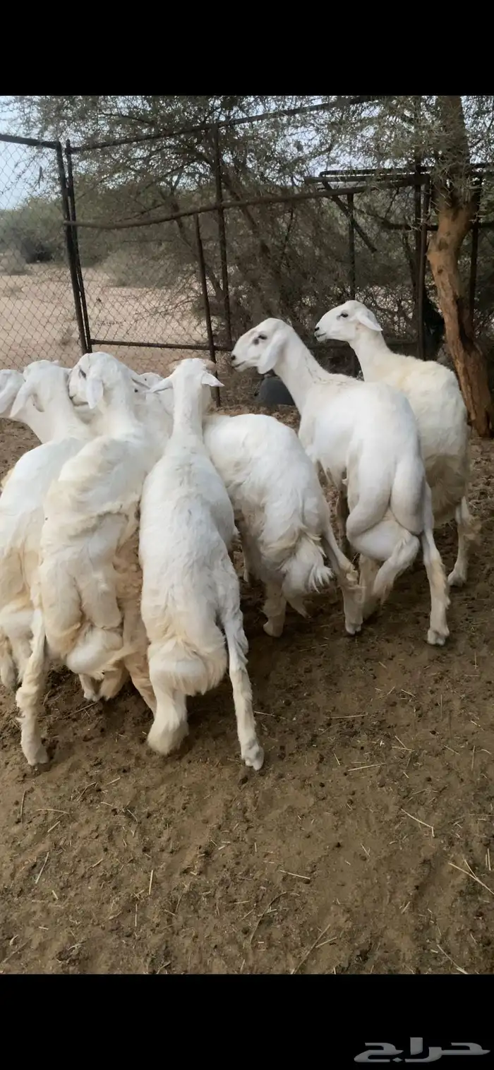 خرفان للبيع 1