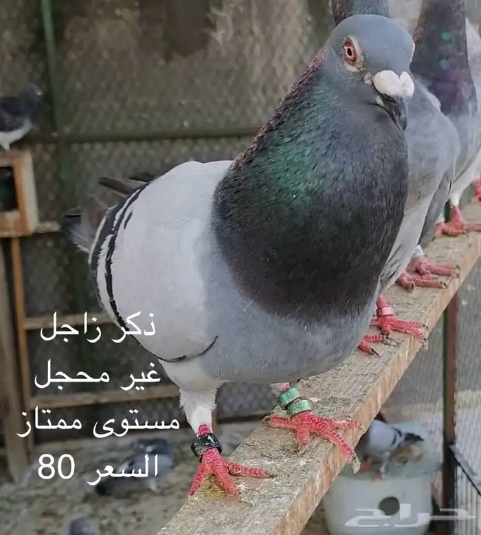 حمام زاجل سباق 3