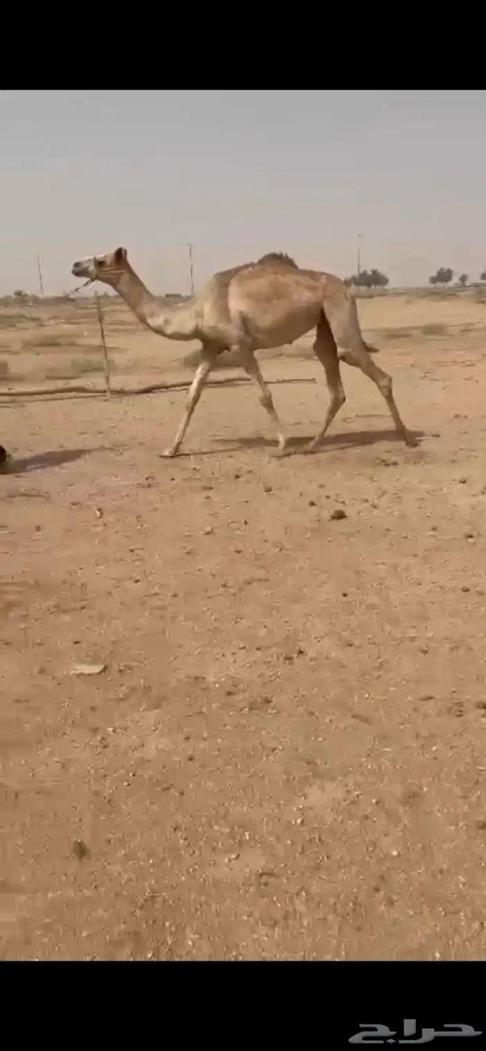 بكره حره 2
